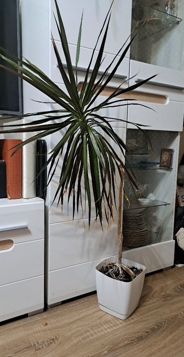 Драцена Маргината