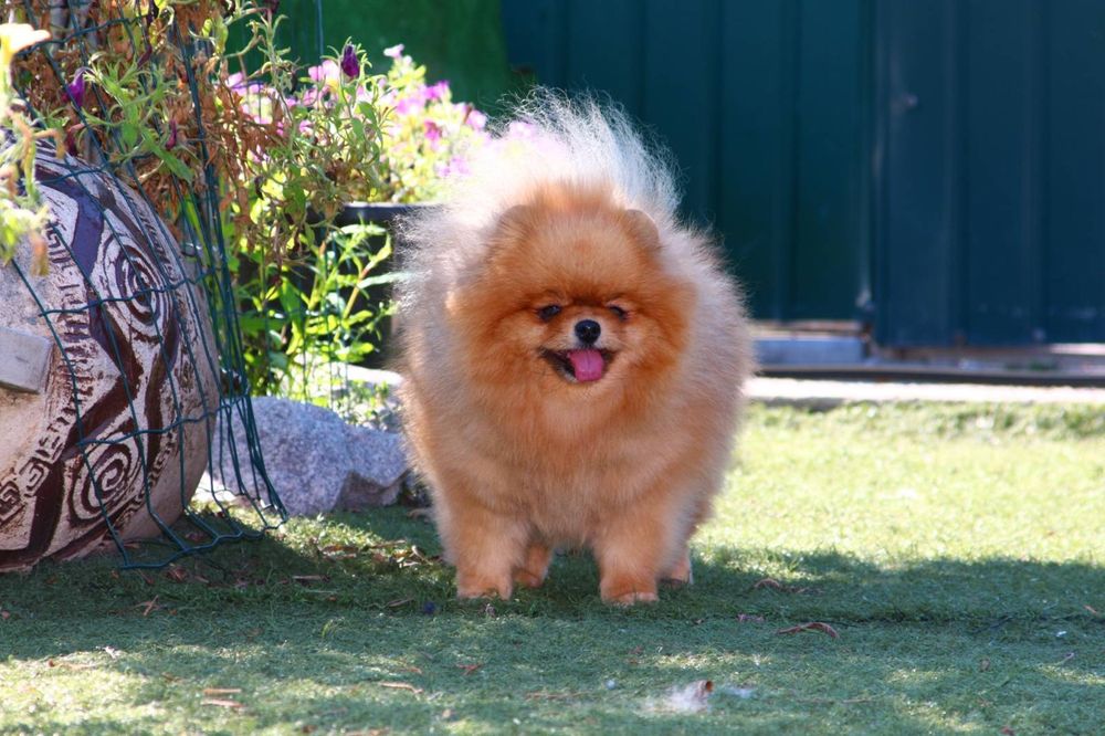 Маленькая красавица.