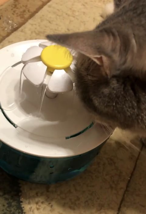 Фонтанчик поилка для животных .