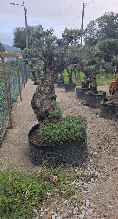 Oliveiras bonsai vários portes
