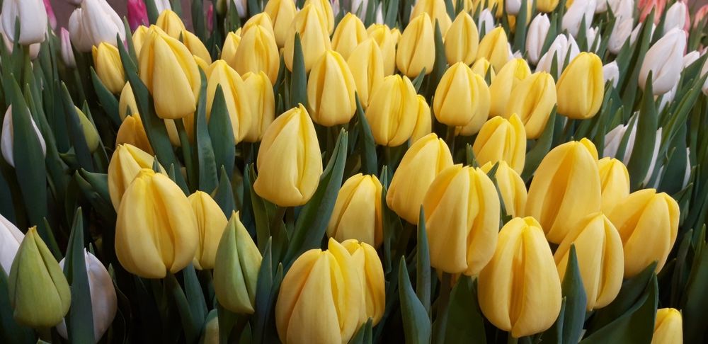 Тюльпани зріз, оптом.