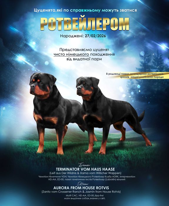 Щенки ротвейлера