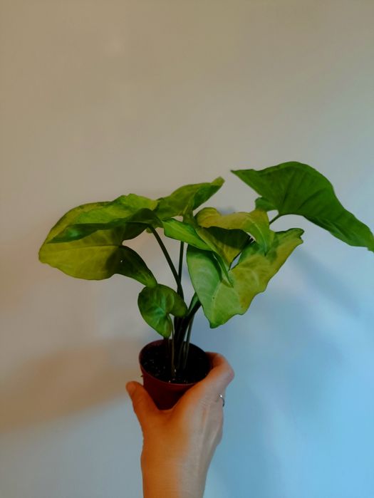 Кімнатні рослини, вазони.Сциндапсус золотистий, сингоніум, паперомія.