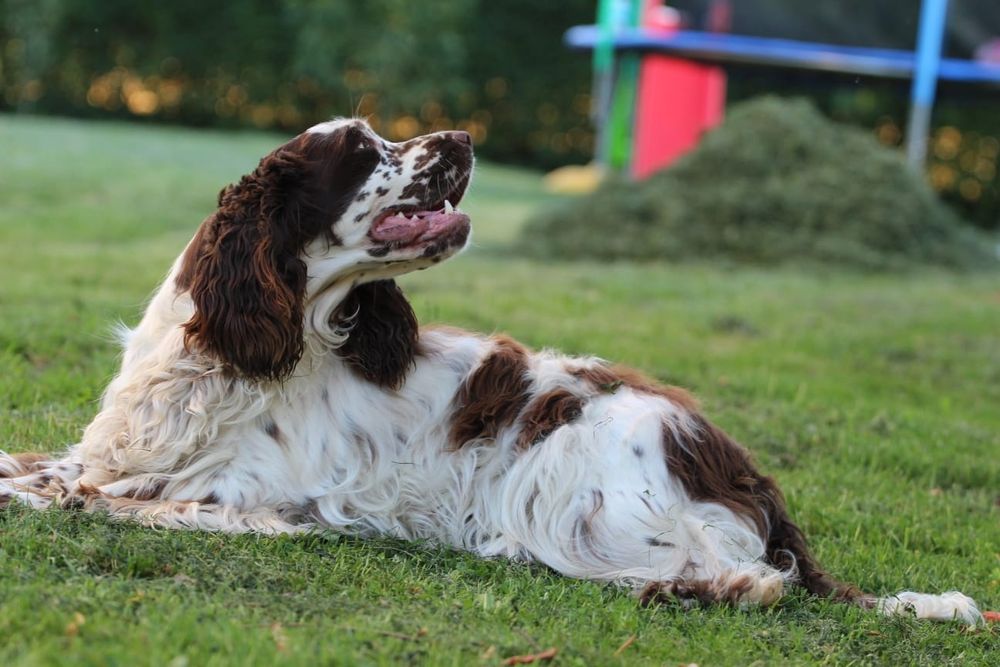 Suczka Springerdoodle doodle / Paszport pudel cockapoo spaniel/
