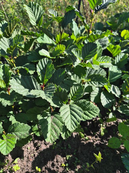 Olsza czarna sadzonki