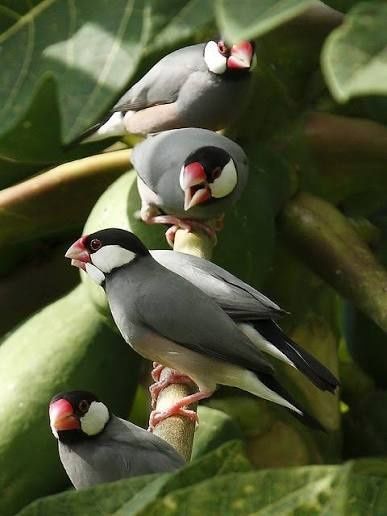 Sprzedam młode ryżowce siwe