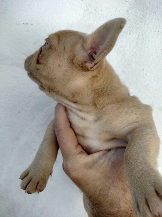 Bulldog francês, fêmea fwan