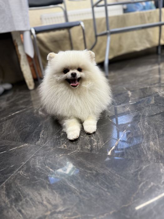 Померанський шпіц Вязка