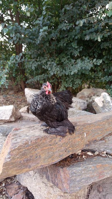 3 Galos Pekin  - 2 meses e meio
