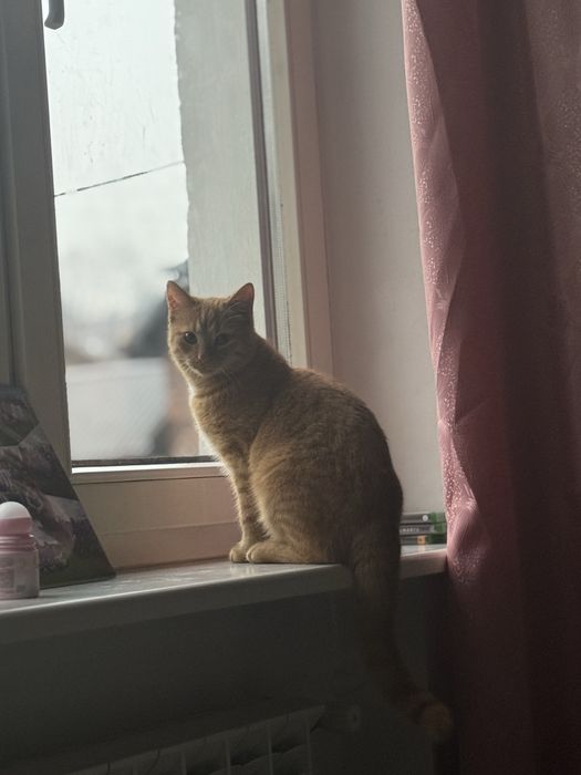 Oddam kotka w dobre ręce