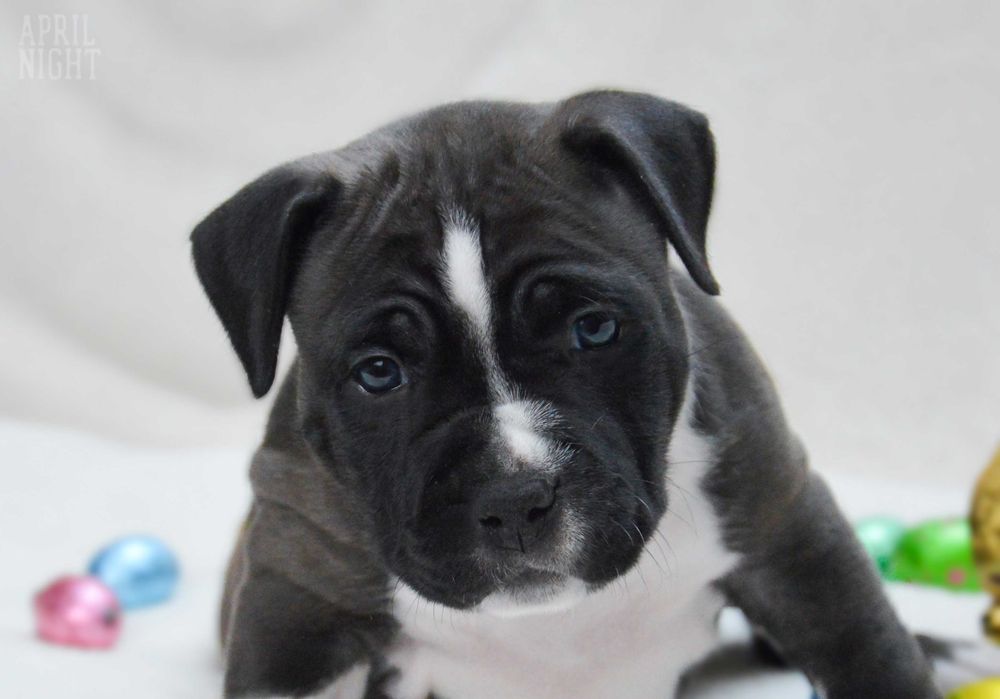 Amstaff suczka,piękny typ,linie pracujące, ZKwP FCI