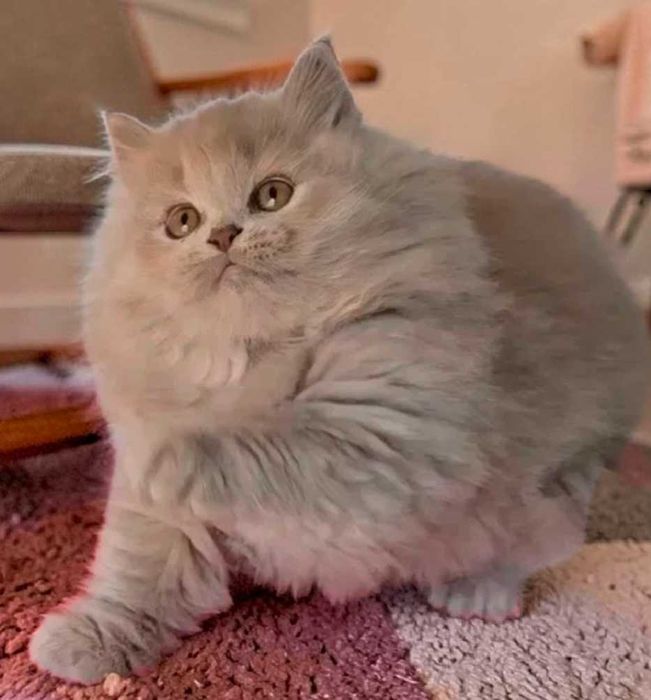 British Longhair lilás com Lop