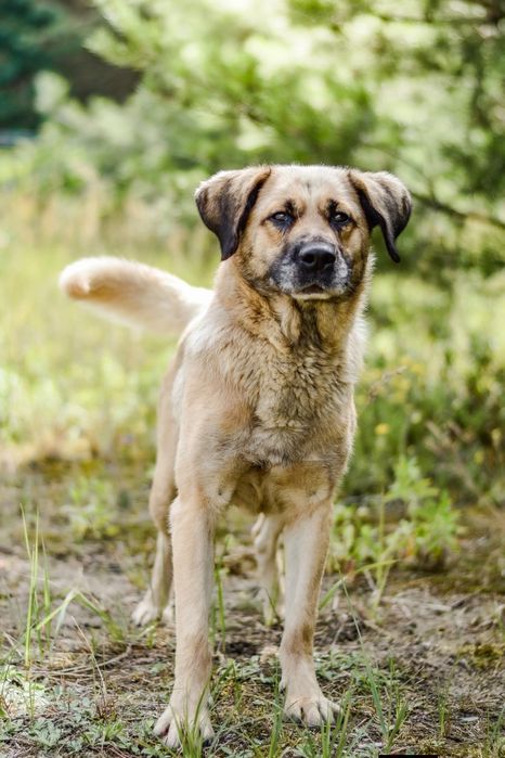 Odynek poleca się do adopcji