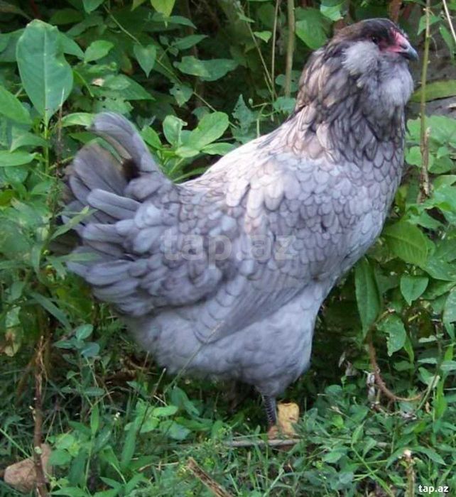 інкубаційне яйце елітних порід птиці