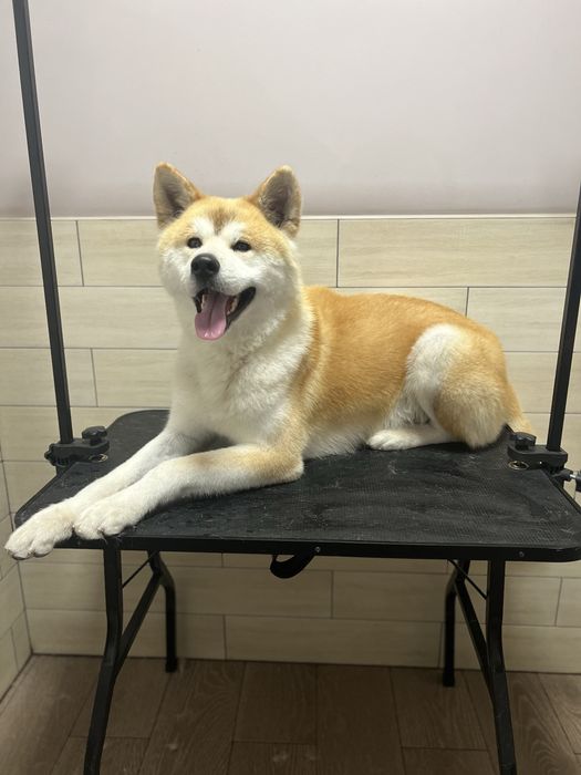 Перетримка домашніх тварин (ЗООГОТЕЛЬ) та послуги ГРУМІНГУ