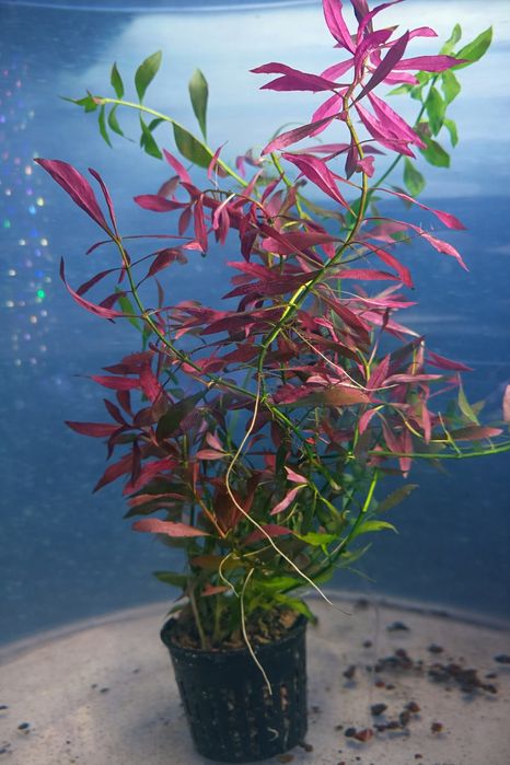 Rotala Colorata roślinka akwariowa + gratis