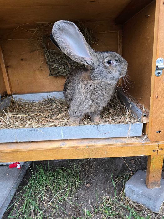 Olbrzym belgijski szary samiec  bos belg króliki