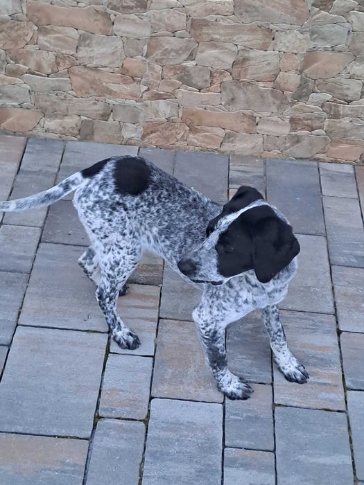 Oddam pieska w dobre ręce