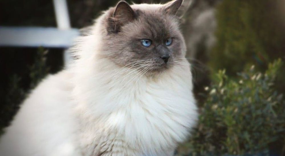 Kot Ragdoll Rag n
