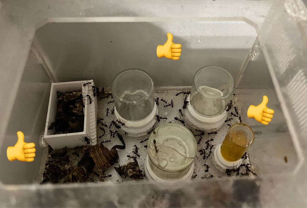 Barrier – Antyucieczka dla owadów i mrówek, 3 ml