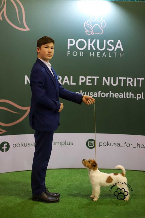 Jack Russell Terrier ZKwP FCI szczeniaczki po Ch.PL