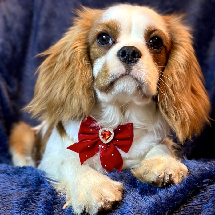 Кавалер Кінг Чарльз спанієль. Бленхейм дівчинка ккчс