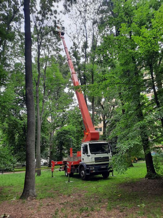 Wycinka drzew , podnośniki koszowe