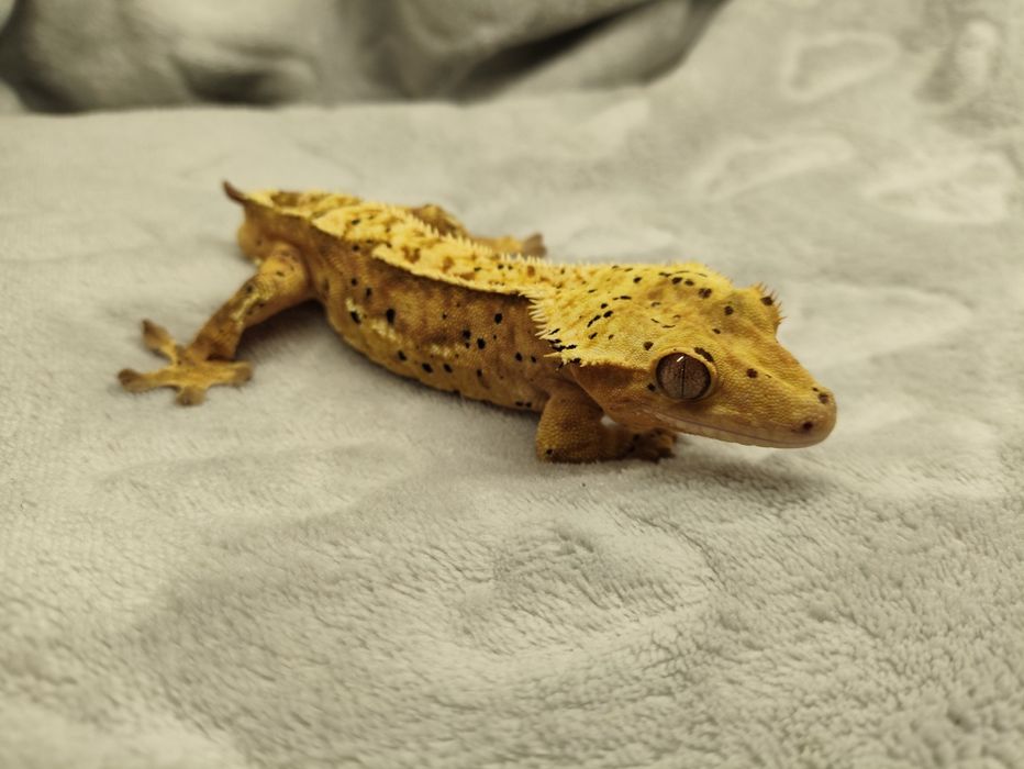 Para gekonów orzesionych Red brindle dalmatian i Orange super dalmatia