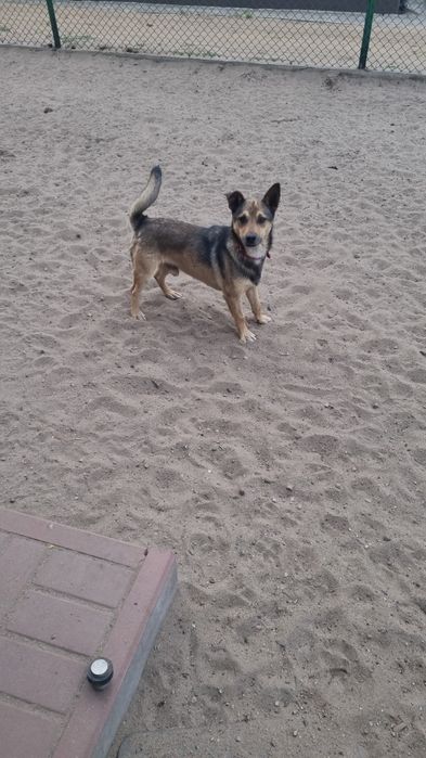 Młody Houdini,  piesek