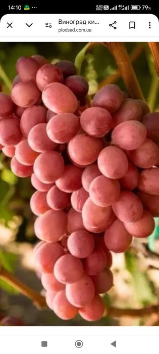 Саджанці винограду