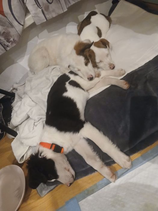 3 msc szczeniaki szukaja domku