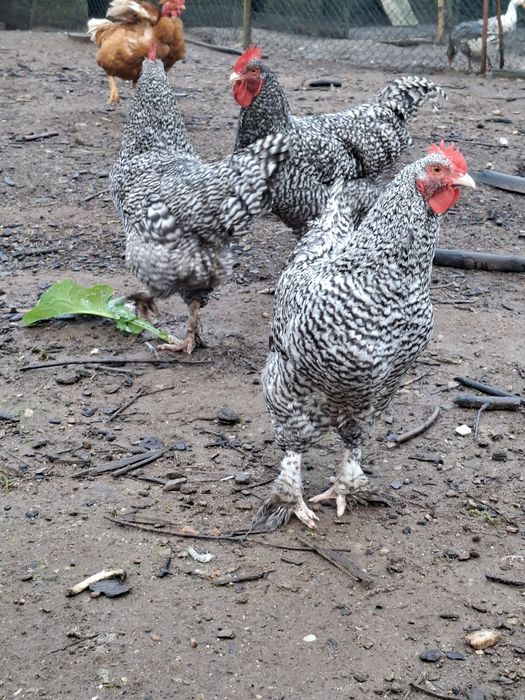 Galos e galinhas malines