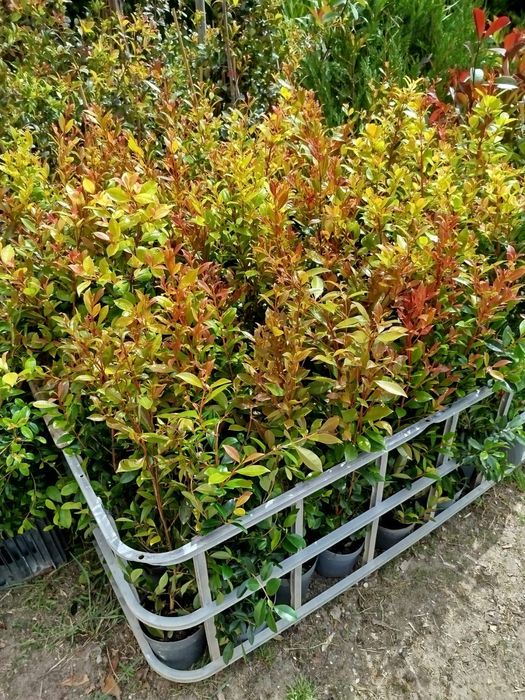 Eugénias Myrtifolias