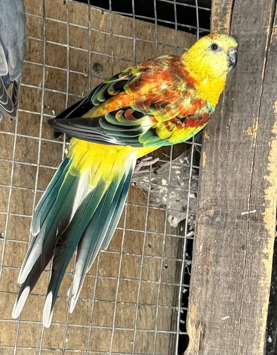 Red Rumped Laranja foto ano 2022.