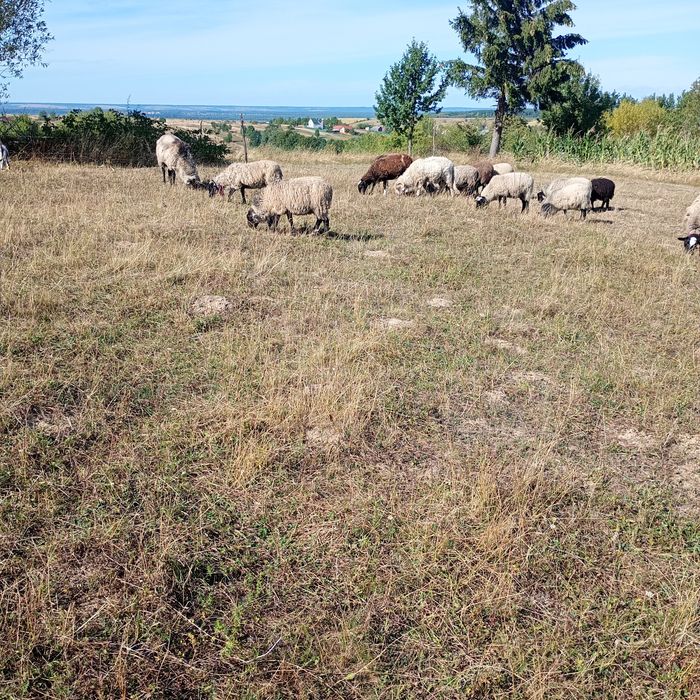 Продам вівці і баранчики..