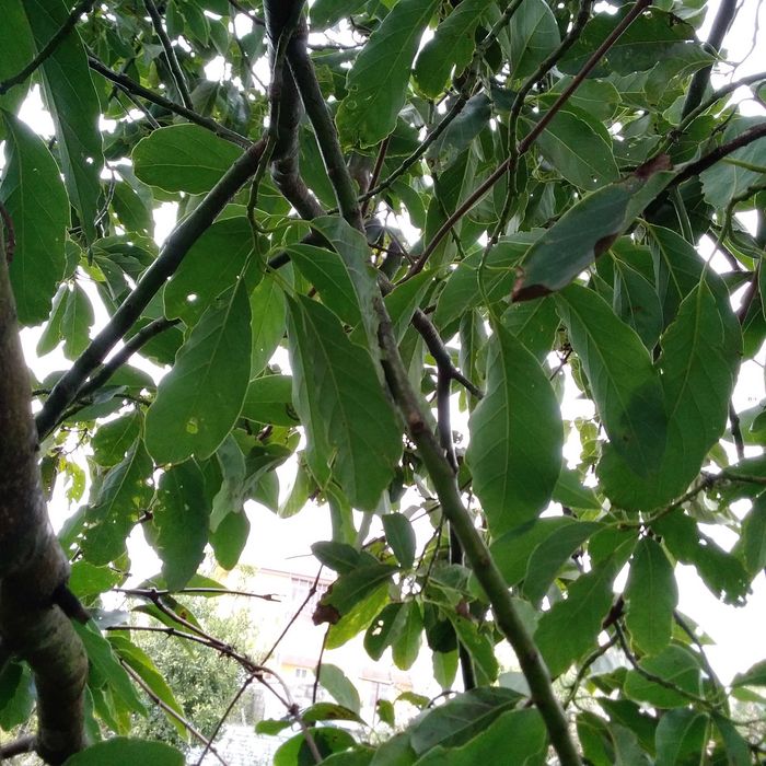 Vendo abacates   da arvore