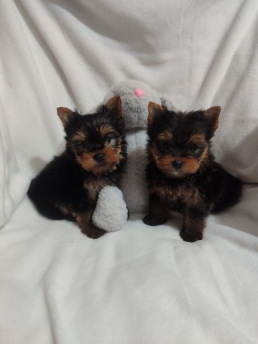 Йоркширський тер'єр.Міні йорки