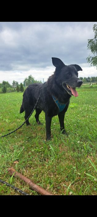 Tofik szuka nowego domu