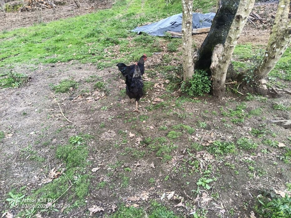 Várias galos pretos