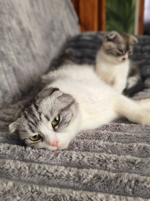 Висловухе кошеня, котик