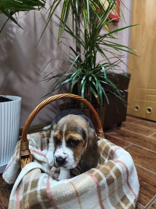 Beagle Tricolor Suczka do odbioru