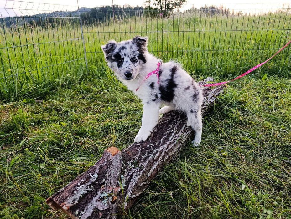 Чистокровні Border Collie