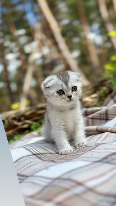 Срібна шиншила шотландці кошенята висловухі чистокровні