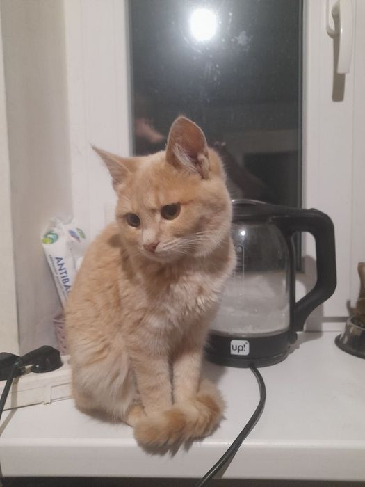 Котята отдам котенок мальчик