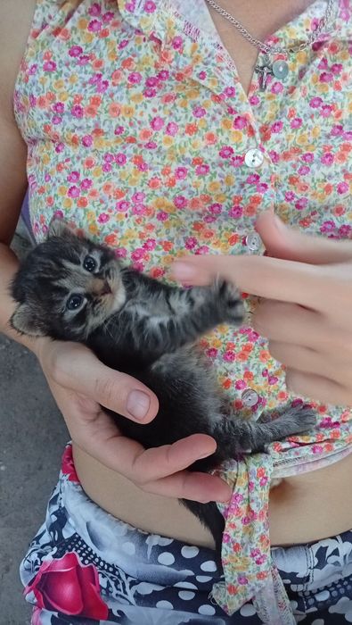 Віддам кошенят у добрі руки
