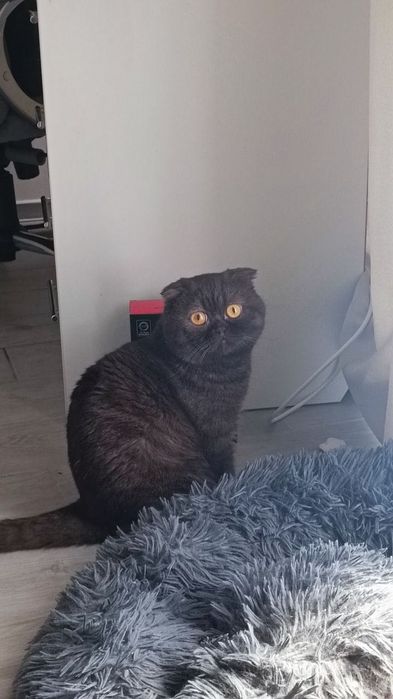 Кицьку на вʼязку