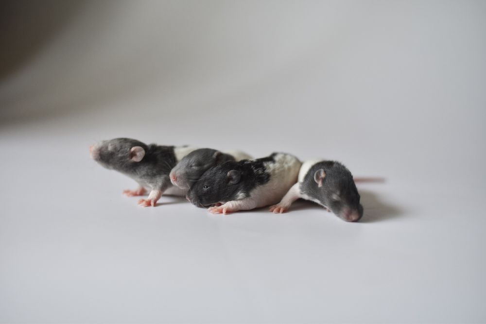 Рекс дамбо стандарт крысята крысы из питомнмка