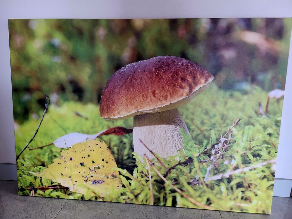 Obraz na płótnie 70×100 grzyb borowik