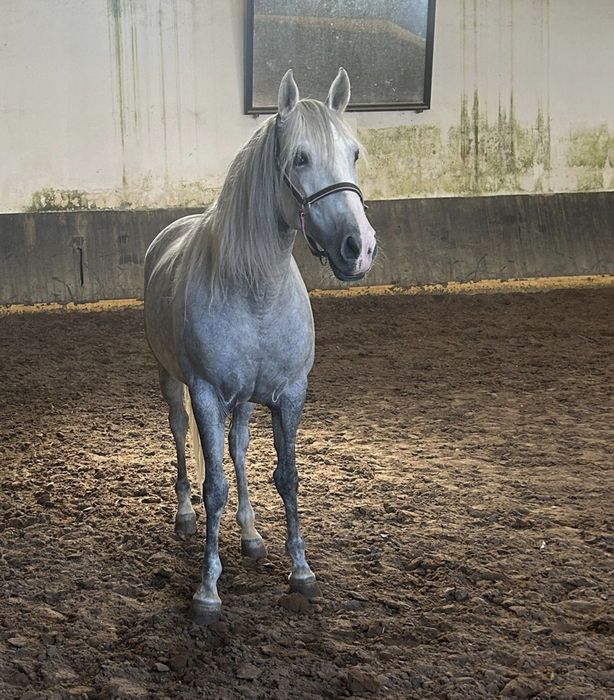 Égua Russa para venda - reservada