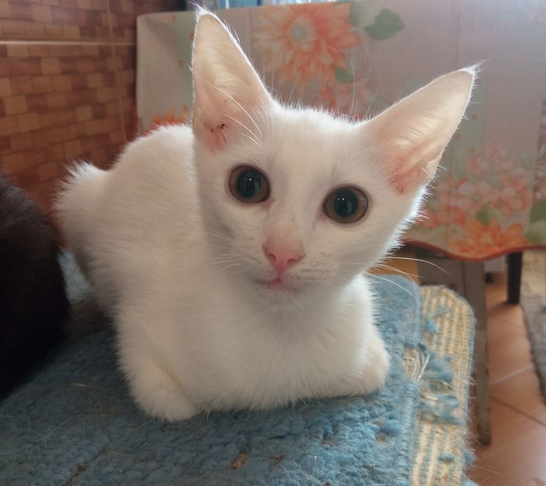 Кошеня. Кіт. Киця.